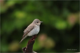 <p>LEJSEK ŠEDÝ (Muscicapa striata) Slovensko - Volovské vrchy - Hnilčík ---- /Grauschnäpper - Spotted flycatcher/</p>